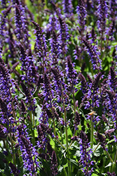Violet Riot Sage (Salvia nemorosa 'Violet Riot') at Canadale Nurseries