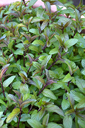 Chocolate Mint (Mentha x piperita 'Chocolate') at Canadale Nurseries