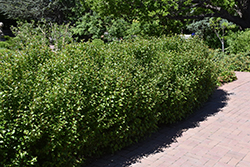 Alpine Currant (Ribes alpinum) at Canadale Nurseries