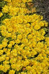 Yellow Ice Plant (Delosperma nubigenum) at Canadale Nurseries