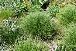 Autumn Moor Grass (Sesleria autumnalis) at Canadale Nurseries