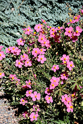 Wisley Pink Rock Rose (Helianthemum nummularium 'Wisley Pink') at Canadale Nurseries