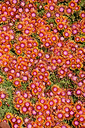 Fire Spinner Ice Plant (Delosperma 'Fire Spinner') at Canadale Nurseries