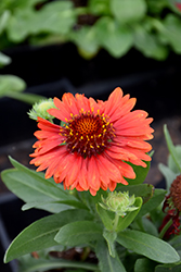 SpinTop Red Blanket Flower (Gaillardia aristata 'SpinTop Red') at Canadale Nurseries