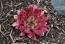 Chick Charms Lotus Blossom; Hens And Chicks (Sempervivum 'Lotus Blossom') at Canadale Nurseries