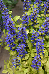 Feathered Friends Cordial Canary Bugleweed (Ajuga 'Cordial Canary') at Canadale Nurseries