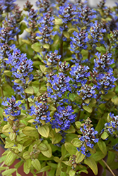 Feathered Friends Fancy Finch Bugleweed (Ajuga 'Fancy Finch') at Canadale Nurseries