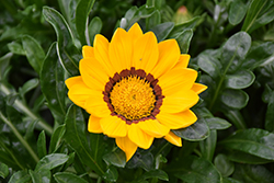 New Day Yellow Gazania (Gazania 'PAS1346162') at Canadale Nurseries