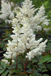 Younique White Astilbe (Astilbe 'Verswhite') at Canadale Nurseries