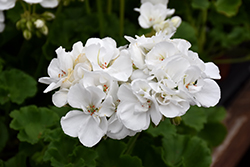 Patriot White Geranium (Pelargonium 'Patriot White') at Canadale Nurseries