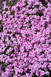 Eye Candy Creeping Phlox (Phlox subulata 'Eye Candy') at Canadale Nurseries