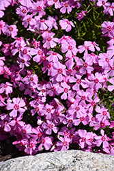 Eye Caramba Creeping Phlox (Phlox subulata 'Eye Caramba') at Canadale Nurseries