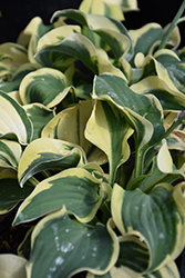 Mini Skirt Hosta (Hosta 'Mini Skirt') at Canadale Nurseries