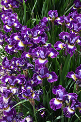 Jewelled Crown Siberian Iris (Iris sibirica 'Jewelled Crown') at Canadale Nurseries