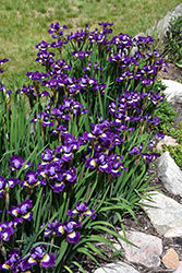 Jewelled Crown Siberian Iris (Iris sibirica 'Jewelled Crown') at Canadale Nurseries