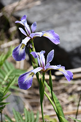 Blue Flag Iris (Iris versicolor) at Canadale Nurseries