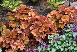 Northern Exposure Amber Coral Bells (Heuchera 'TNHEUNEA') at Canadale Nurseries