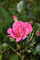 Aurora Borealis Rose (Rosa 'VLR002') at Canadale Nurseries