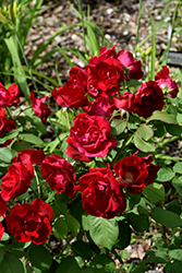 Emily Carr Rose (Rosa 'Emily Carr') at Canadale Nurseries