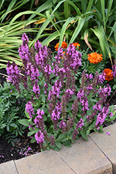 Rose Marvel Meadow Sage (Salvia nemorosa 'Rose Marvel') at Canadale Nurseries