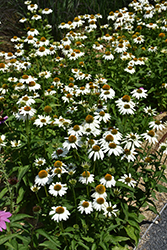 PowWow White Coneflower (Echinacea purpurea 'PowWow White') at Canadale Nurseries