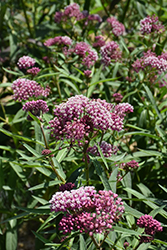 Cinderella Milkweed (Asclepias incarnata 'Cinderella') at Canadale Nurseries