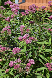 Cinderella Milkweed (Asclepias incarnata 'Cinderella') at Canadale Nurseries