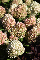 Little Lime Punch Hydrangea (Hydrangea paniculata 'SMNHPH') at Canadale Nurseries