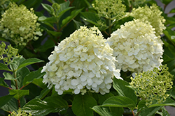 Fire Light Tidbit Hydrangea (Hydrangea paniculata 'SMNHPK') at Canadale Nurseries