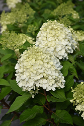 Little Lime Punch Hydrangea (Hydrangea paniculata 'SMNHPH') at Canadale Nurseries