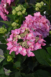 Let's Dance Can Do! Hydrangea (Hydrangea 'SMNHSI') at Canadale Nurseries