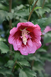 Red Pillar Rose of Sharon (Hibiscus syriacus 'GFNHSRP') at Canadale Nurseries