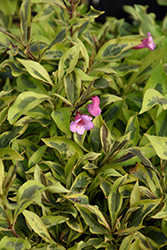 Bubbly Wine Weigela (Weigela florida 'FLORACLAR') at Canadale Nurseries