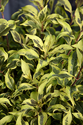 Bubbly Wine Weigela (Weigela florida 'FLORACLAR') at Canadale Nurseries