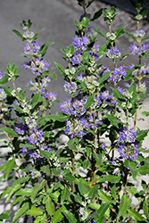 Beyond Midnight Caryopteris (Caryopteris x clandonensis 'CT-9-12') at Canadale Nurseries