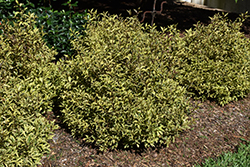 Bubbly Wine Weigela (Weigela florida 'FLORACLAR') at Canadale Nurseries