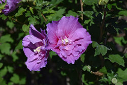 Dark Lavender Chiffon Rose Of Sharon (Hibiscus syriacus 'SMNHSPCL') at Canadale Nurseries