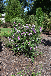 Dark Lavender Chiffon Rose Of Sharon (Hibiscus syriacus 'SMNHSPCL') at Canadale Nurseries