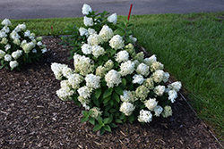 Quick Fire Fab Hydrangea (Hydrangea paniculata 'SMNHPM') at Canadale Nurseries