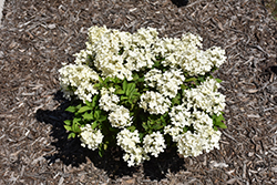 Tiny Quick Fire Hydrangea (Hydrangea paniculata 'SMNHPSB') at Canadale Nurseries
