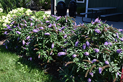 Pugster Amethyst Butterfly Bush (Buddleia 'SMNBDL') at Canadale Nurseries