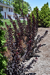 Winecraft Black Smokebush (Cotinus coggygria 'NCCO1') at Canadale Nurseries