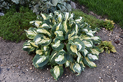 Hans Hosta (Hosta 'Hans') at Canadale Nurseries