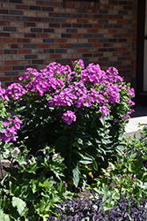 Garden Girls Dream Girl Garden Phlox (Phlox paniculata 'Dream Girl') at Canadale Nurseries