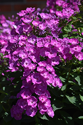 Garden Girls Dream Girl Garden Phlox (Phlox paniculata 'Dream Girl') at Canadale Nurseries