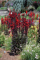 Starship Scarlet Bronze Leaf Lobelia (Lobelia 'Starship Scarlet Bronze Leaf') at Canadale Nurseries