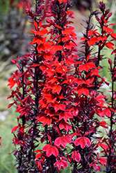 Starship Scarlet Bronze Leaf Lobelia (Lobelia 'Starship Scarlet Bronze Leaf') at Canadale Nurseries