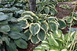 Terms Of Endearment Hosta (Hosta 'Terms Of Endearment') at Canadale Nurseries