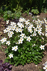 Wild Swan Anemone (Anemone 'Macane001') at Canadale Nurseries