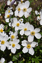 Wild Swan Anemone (Anemone 'Macane001') at Canadale Nurseries